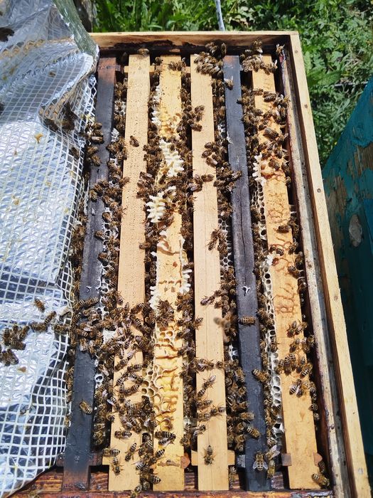 Roi albine naturali și familii  de vânzare