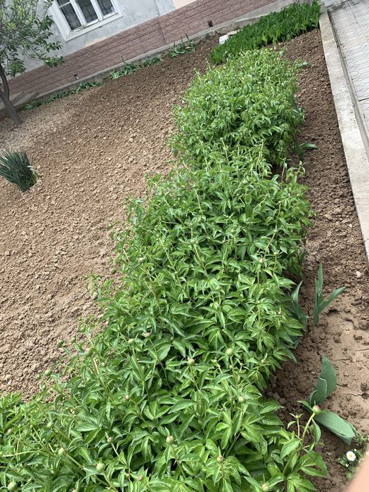 Продаём Пионы | pion sotiladi