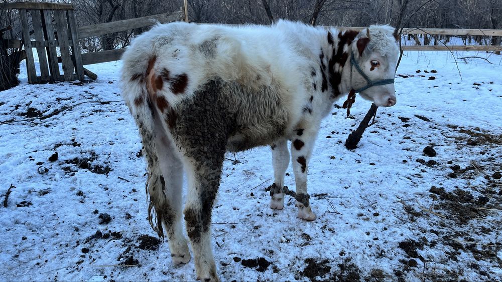 Тайынша сатылады 1 жасар етті