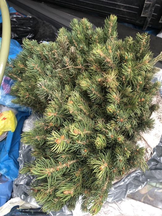 Сеянцы деревьев хвойных