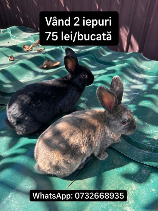 Iepurasi Rex Pitic 2luni