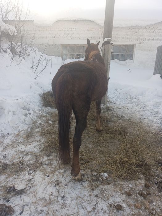 Продаю кобылы жеребая