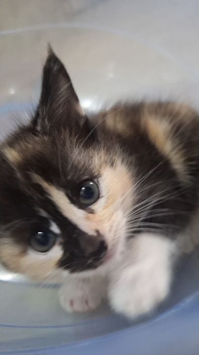 котята,алматы,возраст-1месяц