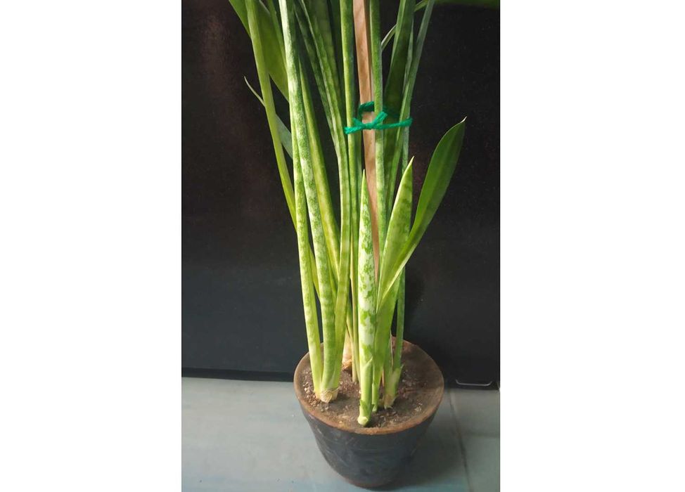 Цветущая Глоксиния 1,5г. фиолетового отенка. Комнатный цветок в горшке