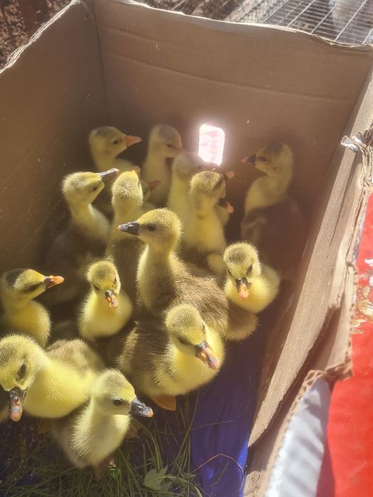 Vând boboci de gasca, rață și puișori de rasă și românești la preturi accesibile