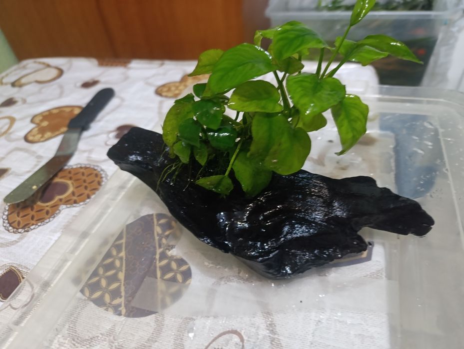 Расписание в аквариум