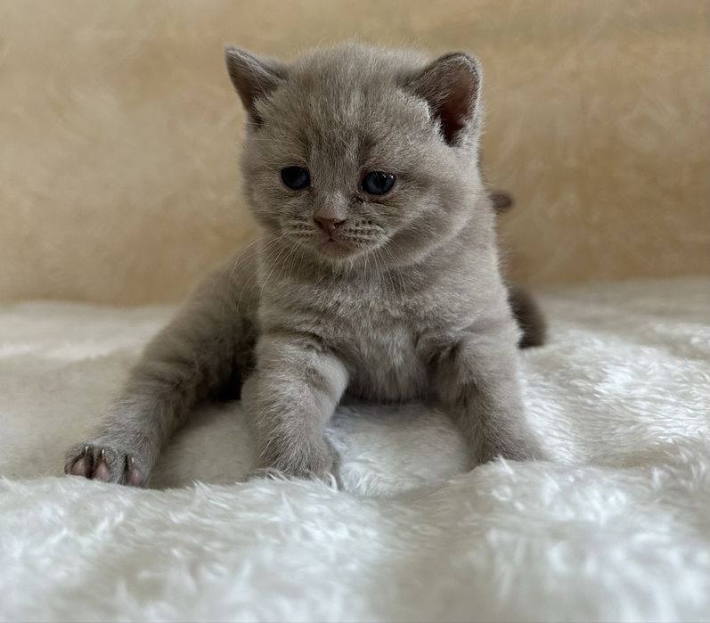 Британские котята