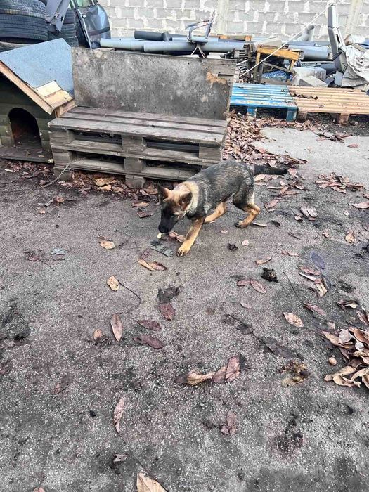 Немска Овчарка Женска | 6 месеца | 500 лв