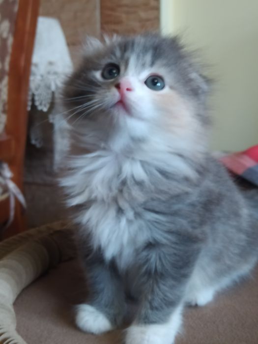 Шотландские малышки