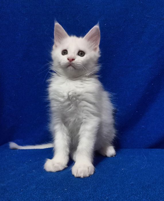 Котята породы Мейн Кун