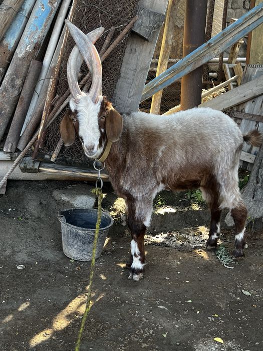 Така эчки 1 ёшга