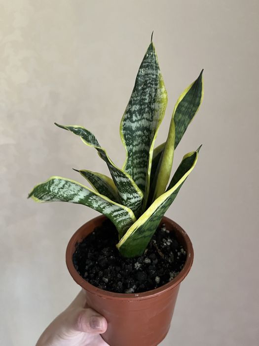 Цветы комнатные от 500т