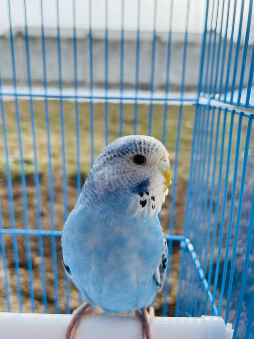 Продам пара попугай папугай