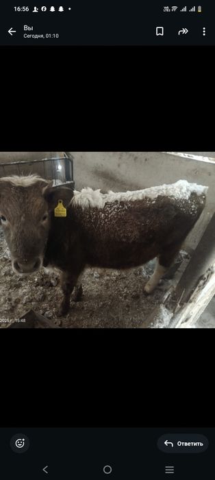 Сиыр туайын деп турган