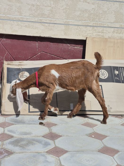 Американский Битал ұрғашы лақ