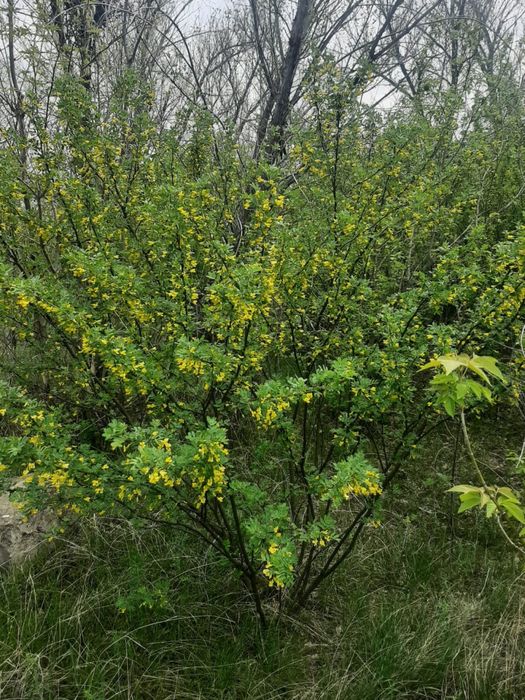 Саженцы акации