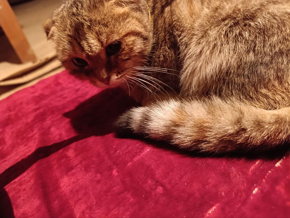 Срочно продаётся (золотая шиншила) девочка