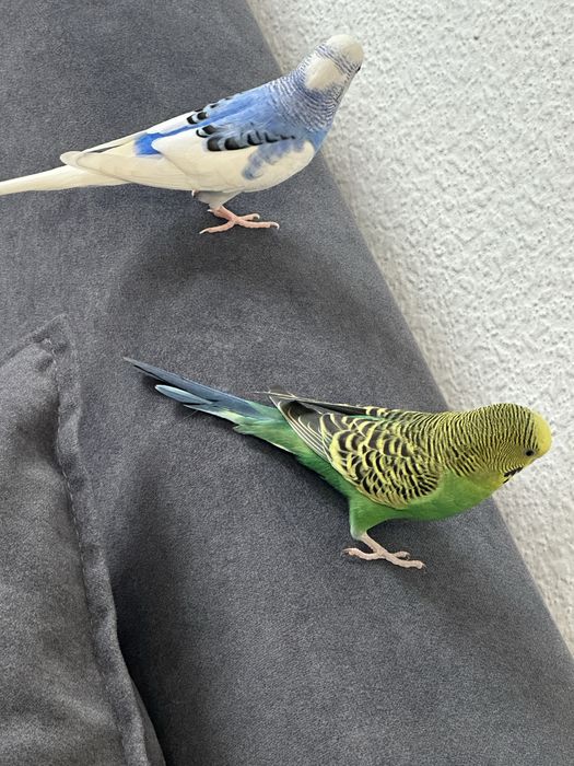 Попугай красивые.