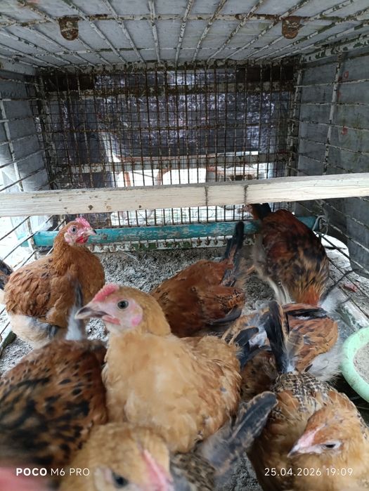Цыплята 2.5 месячные