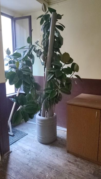 Floare Ficus 2,5 m