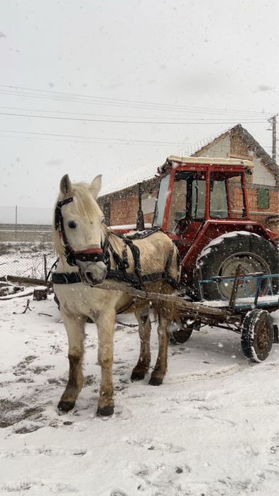 Vand sau schimb cal de 12 ani garantat de ham