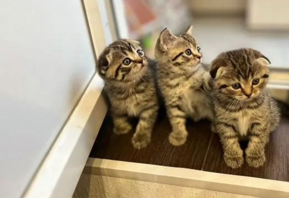 В Продаже Котята