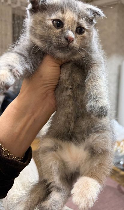 Мушукча сотилади