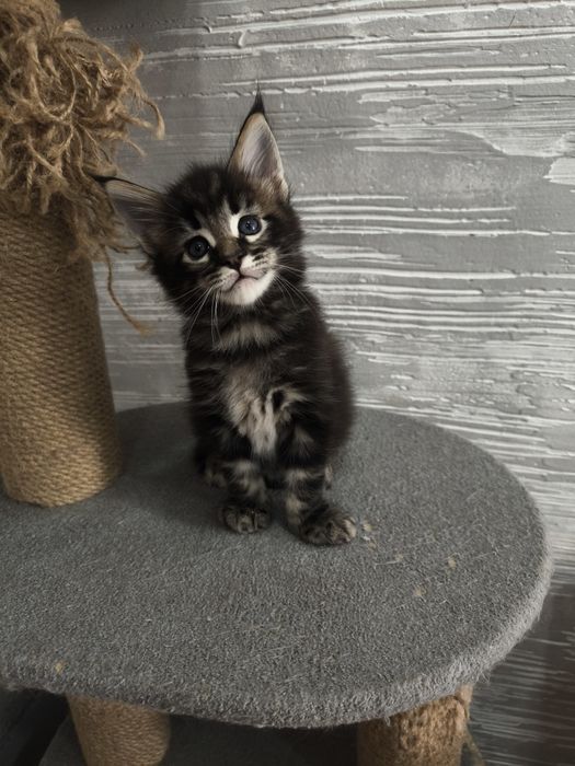 Продам котят Мейкун