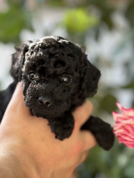 Toy poodle/Чистокръвни той пуделчета (черни и ред/априкот)
