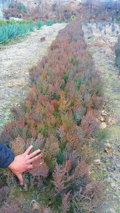 Sifatli archa koʻchatlari