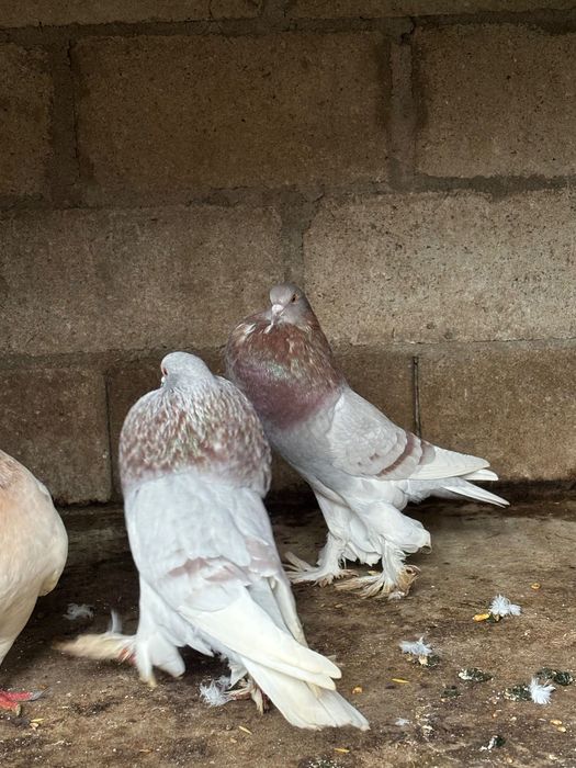 Gușați de Pomerania