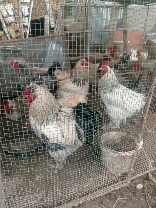 Брама хурозлар сотилади