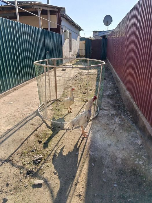 Даканг ок товук ва хуроз тухуми сотилади.