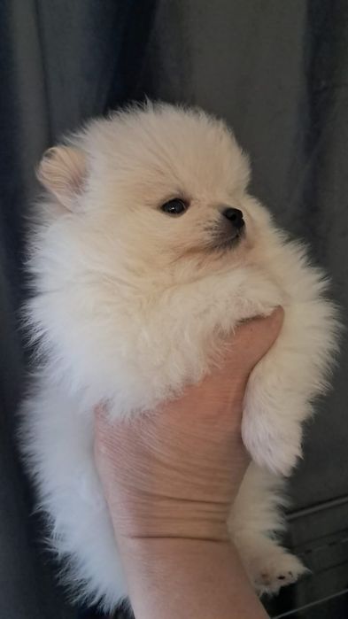 Шпиц мальчик готов к переезду