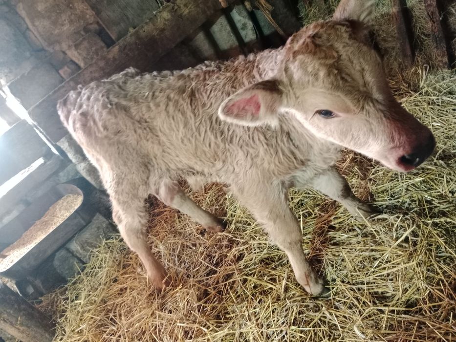 Продам телочки и бычков