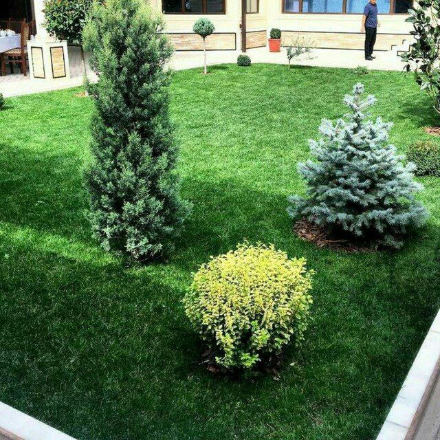 Тайрё Газон ёткизиш