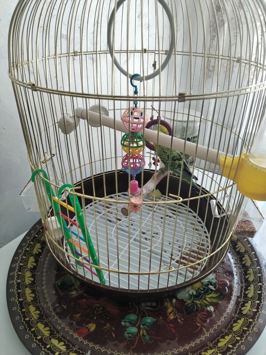 Продам попугая!!!