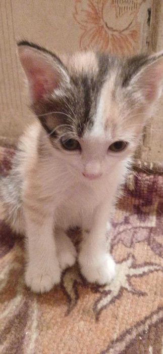 Котята почти 2 месяца