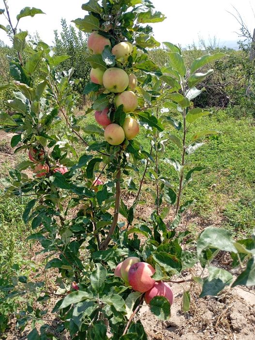 Продам яблони с корня