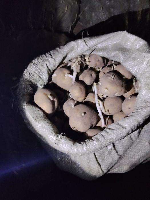 Семеная картошка