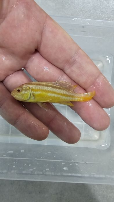 Рибки Африкански цихлиди