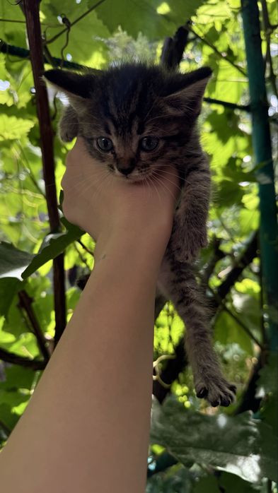 Котята охотники ищут дом