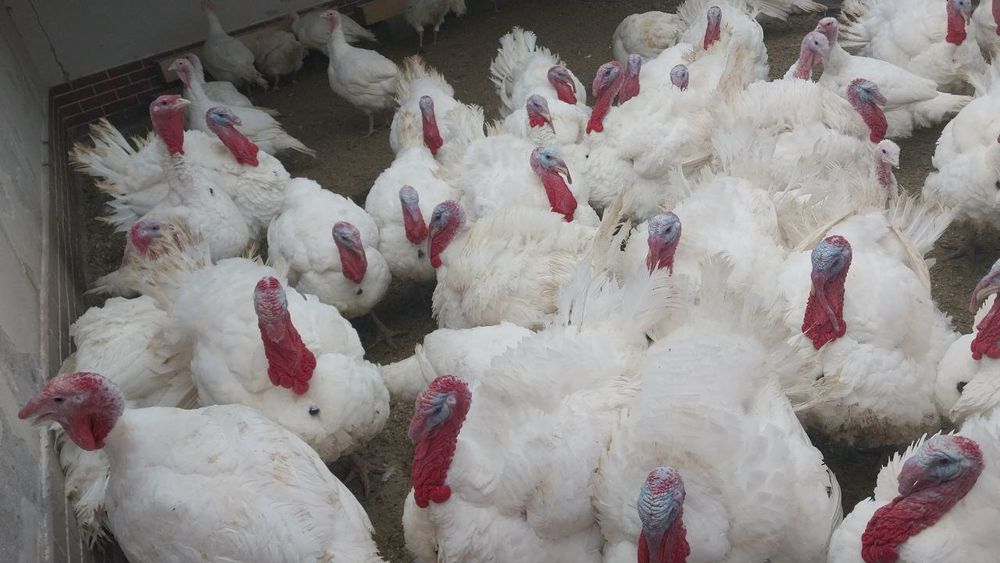 Индук биг 6 сотувга таер