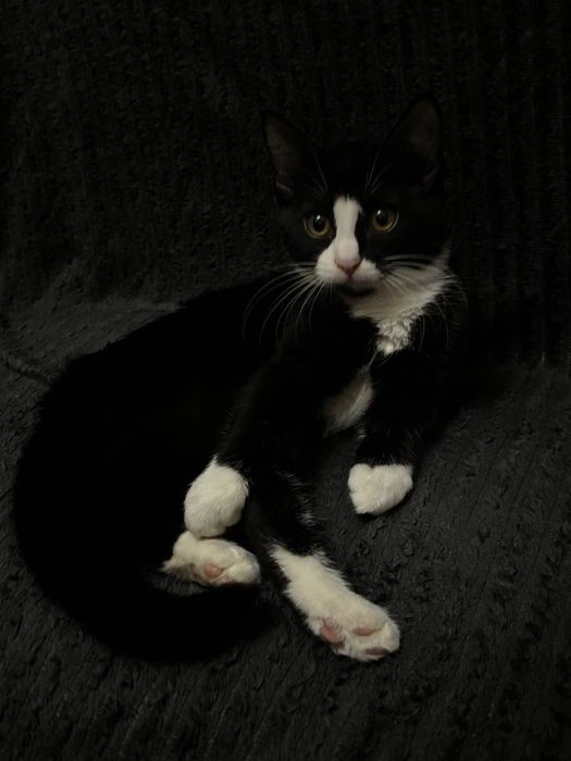 Котенка в добрые руки