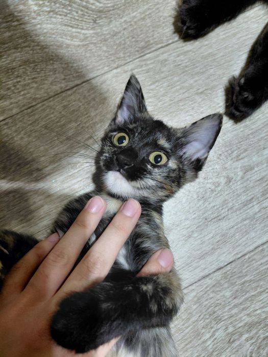 Британская короткошерстная
