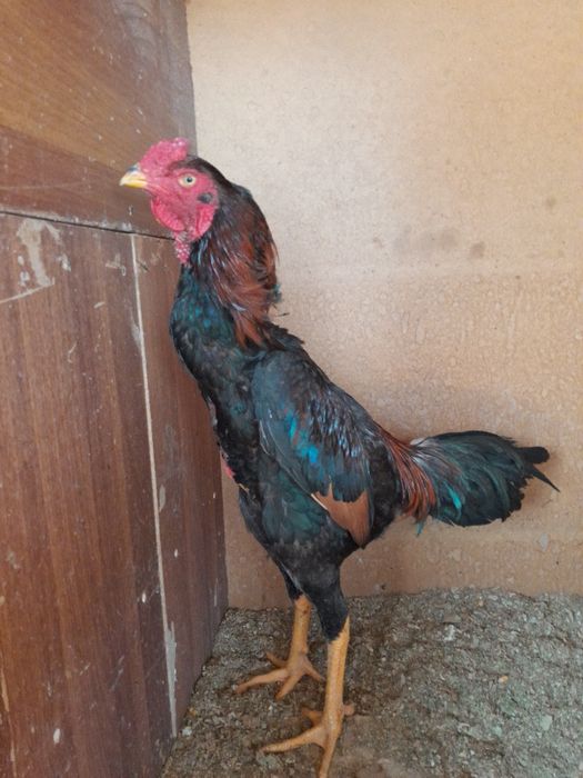 Бойцовский петухи