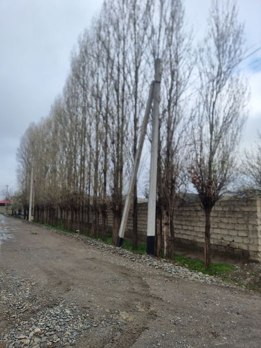 Terak bolol sotiladi