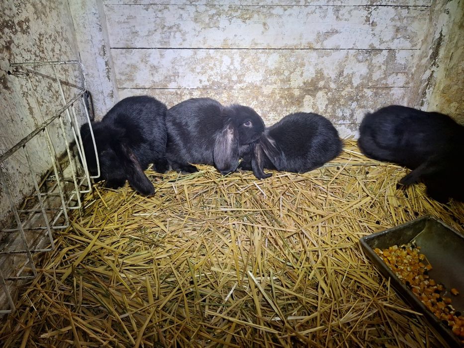 Vand iepuri BG de 1 luna