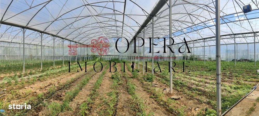 Teren intravilan 5000mp+Cladire265mp + Sera(2500mp), Rediu Aldei-Arone