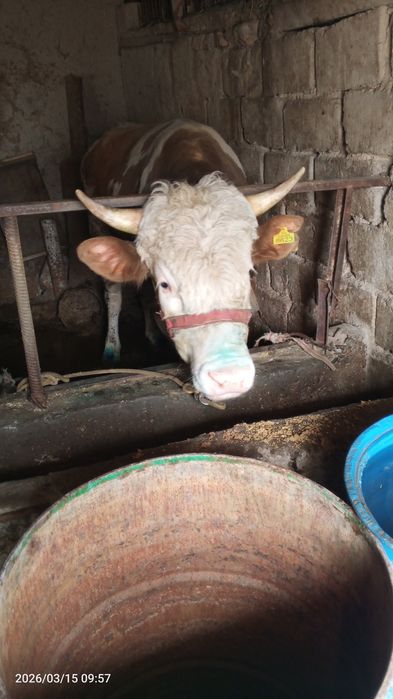 Smental hoʻkiz sotiladi